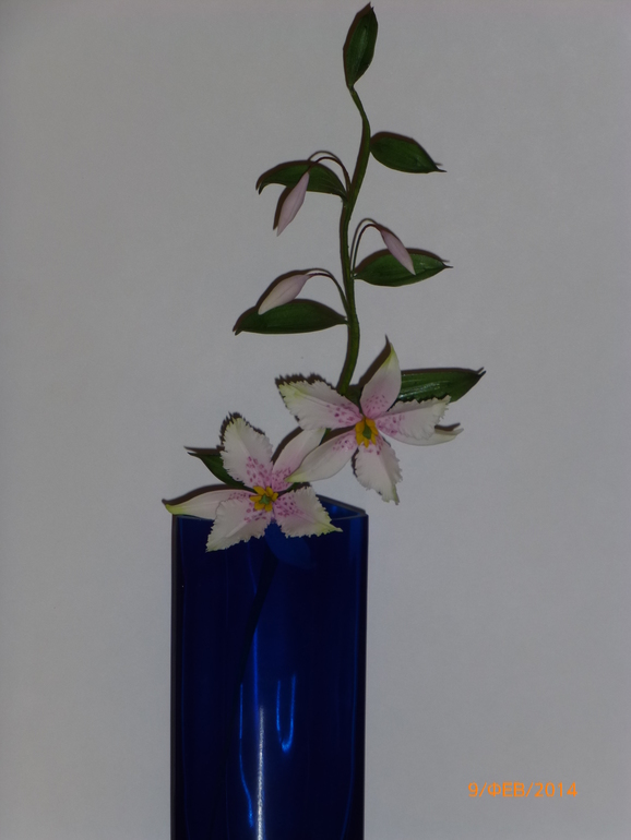 Цветочки с курсов!Жанночка спасибо!