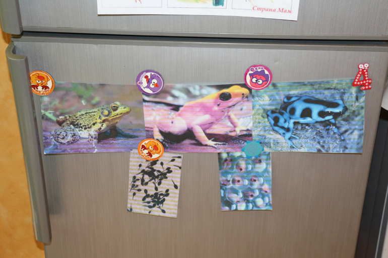 Отчет Лягушка