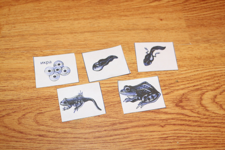 Отчет Лягушка