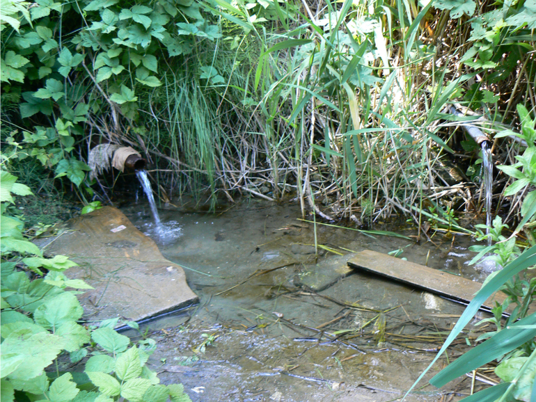 Мишка и Альтаир.