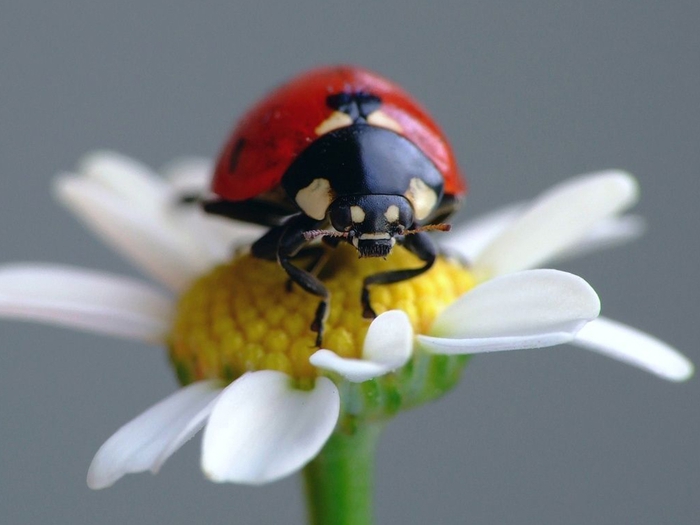 Пост для отчетов за четвертый день ТН "Как растут овощи"