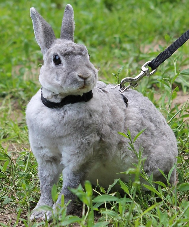 Мои кролики гуляют)