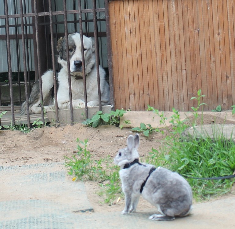Алабайчик и зайчик)) Кадры дня))