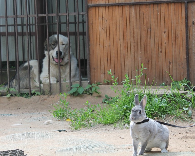 Алабайчик и зайчик)) Кадры дня))