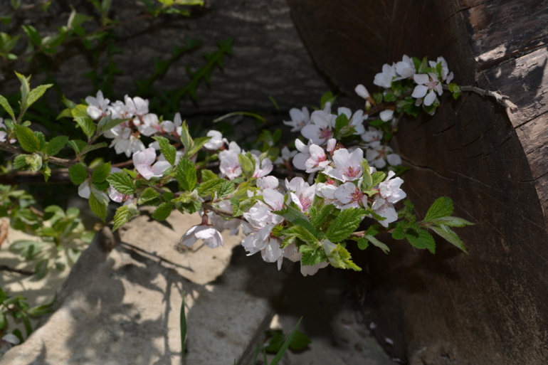 Сакура цветет, ну как сакура, вишня садовая и китайка ))))