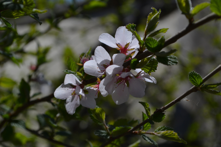 Сакура цветет, ну как сакура, вишня садовая и китайка ))))
