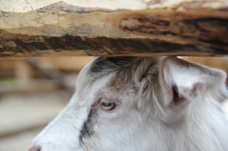 Томская Писаница! что соскучилась я по ней... (утомительный пост)