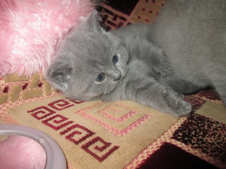 Имя британочке.....опять)))