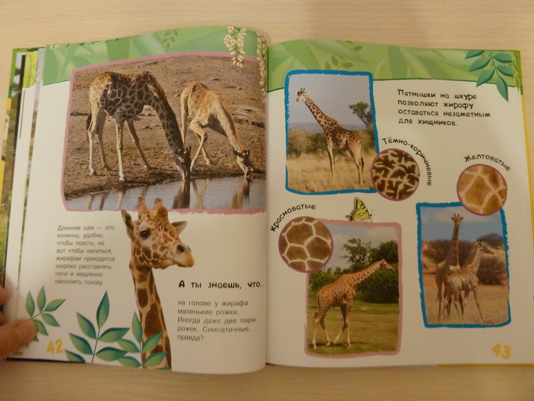 А началось все с курочки рябы;)