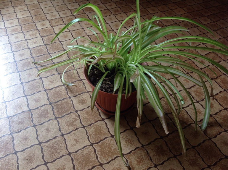 Хлорофитум SOS