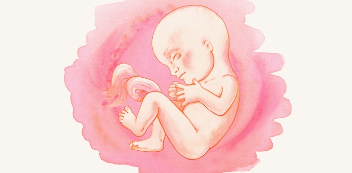 20 Недель Беременности Фото Малыша