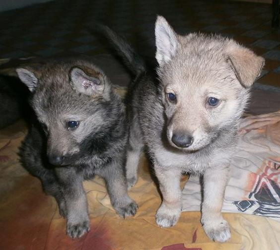 Одно ушко уже стоит :)