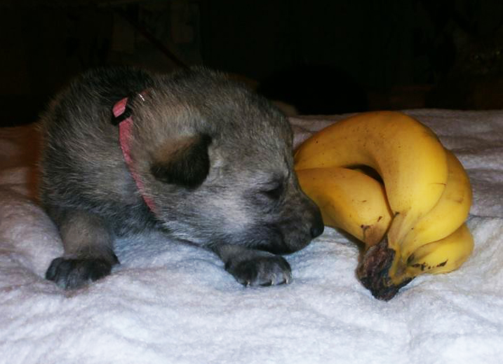 Подготовка к появлению нового члена семьи :)