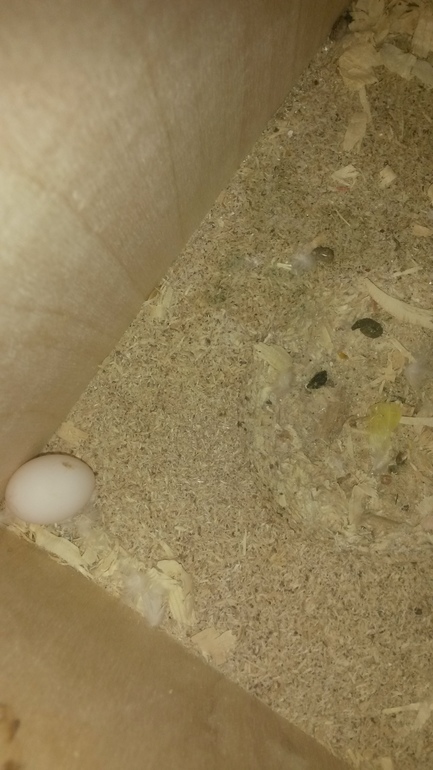 Моя курица))))))