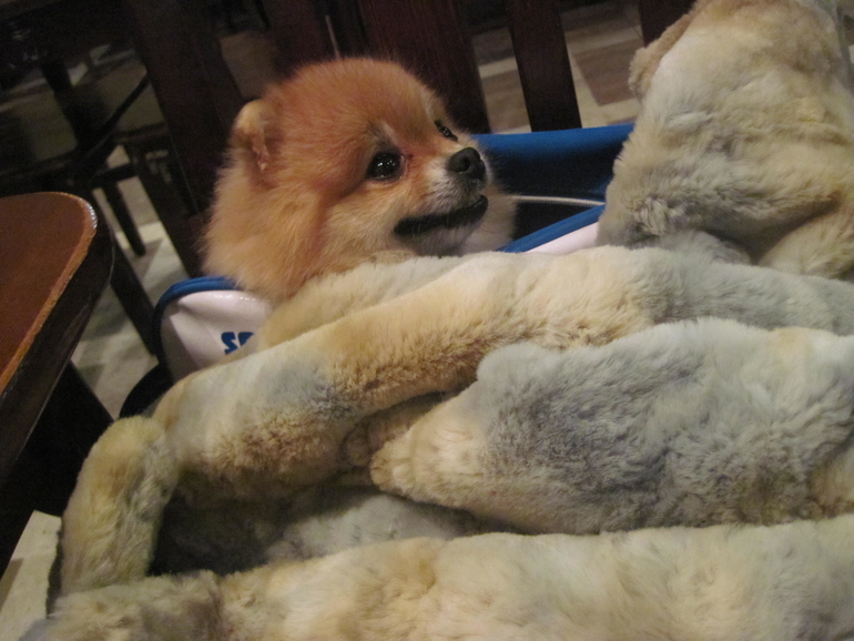 Чем больше я узнавал собак, тем больше привязывался к людям!