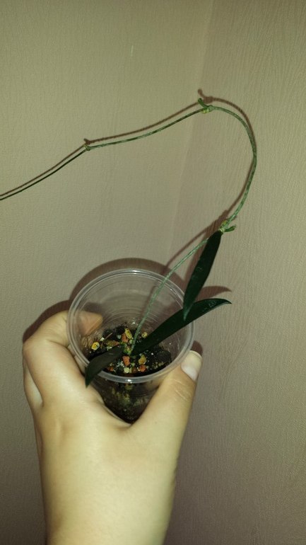 Продаю черенки Хойй. Очень красивоцветущие растения.  Санкт-Петербург