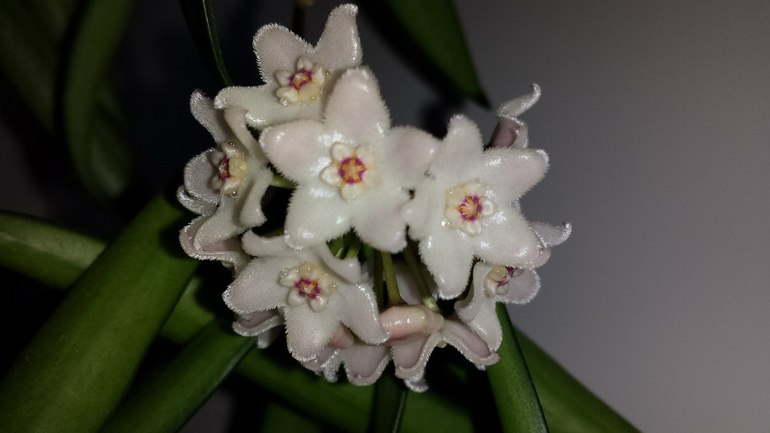 Продаю черенки Хойй. Очень красивоцветущие растения.  Санкт-Петербург