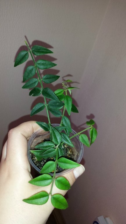 Продаю черенки Хойй. Очень красивоцветущие растения.  Санкт-Петербург