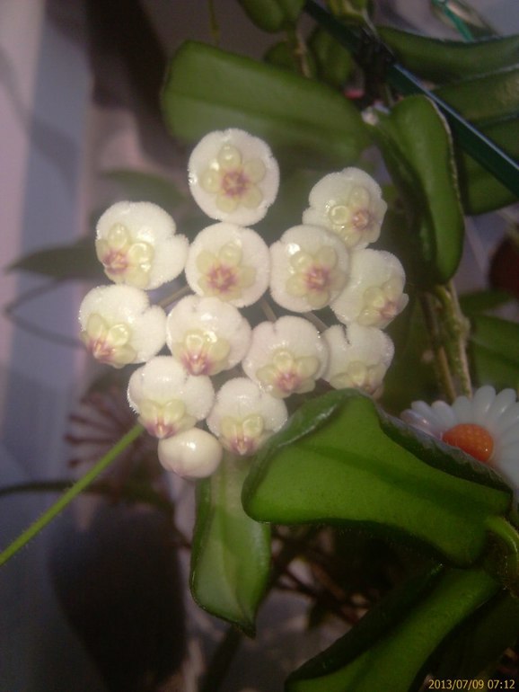 Продаю черенки Хойй. Очень красивоцветущие растения. Санкт-Петербург