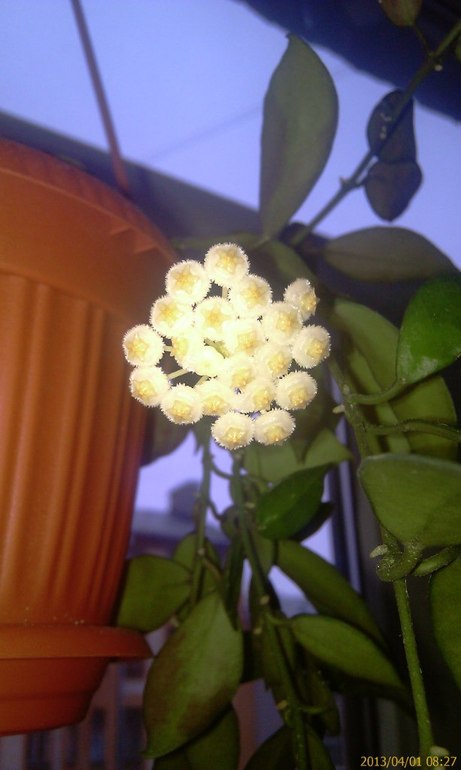 Продаю черенки Хойй. Очень красивоцветущие растения.  Санкт-Петербург