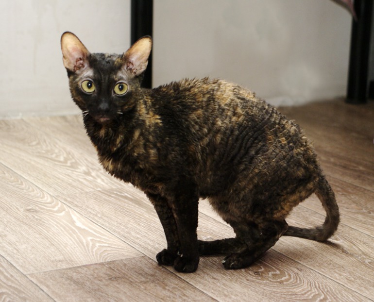 Корниш-рекс бесплатно.