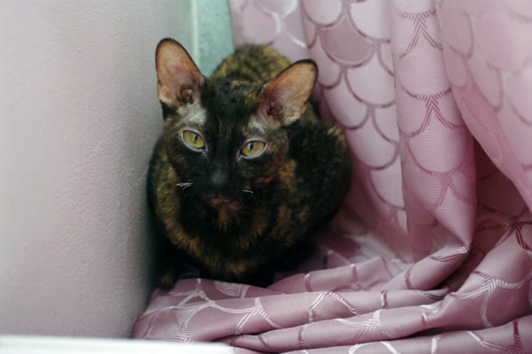 Корниш-рекс бесплатно.