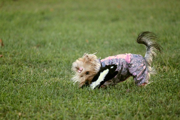 Мой любимый тЫрьер!