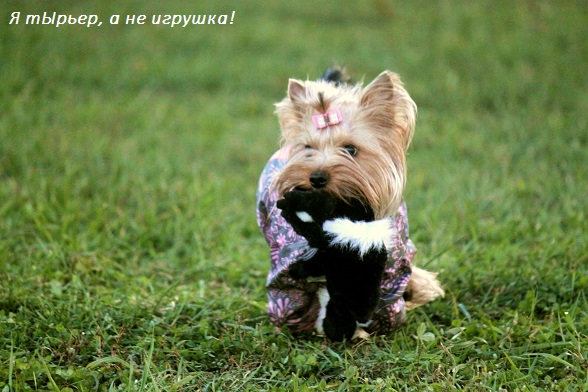 Мой любимый тЫрьер!