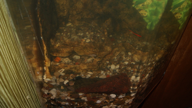 найди черепаху