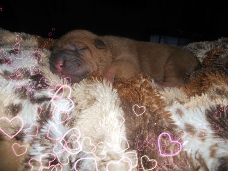 Мои крошки родились!!!