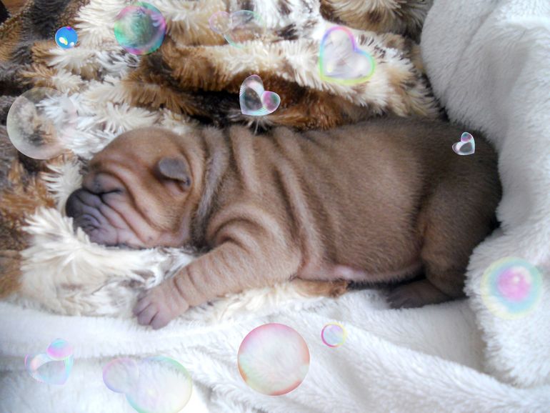 Мои крошки родились!!!