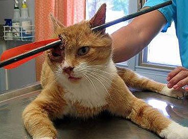 Казнить нельзя помиловать!!!