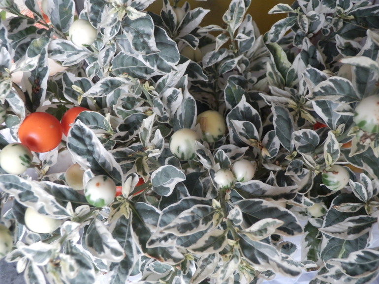 Итоги лета. Некоторые из моих любимчиков.