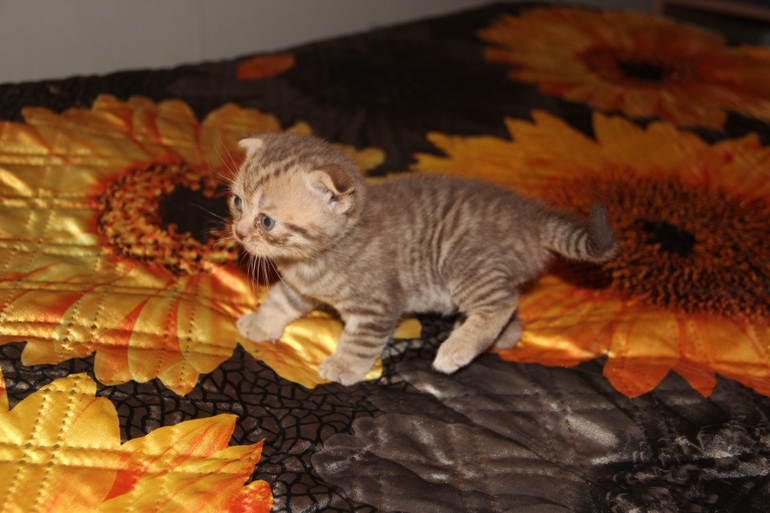 Моя Анфиса и её детки)))