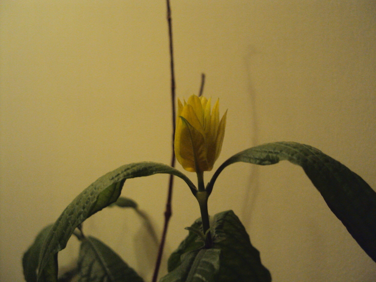 Что за красота?