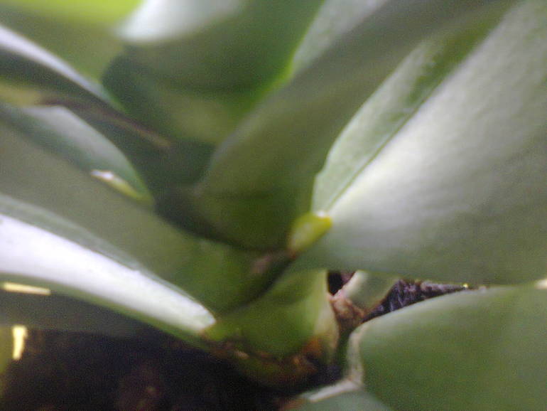 Что растет у орхидеи??