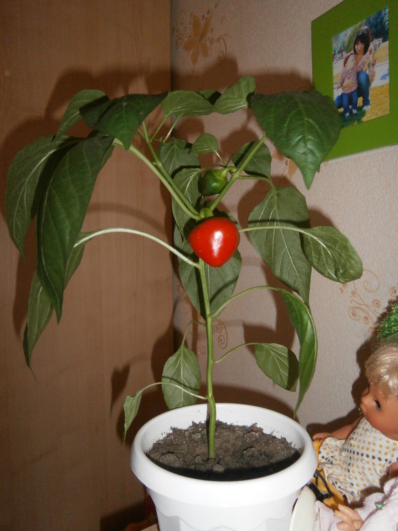 Мои конфетки.