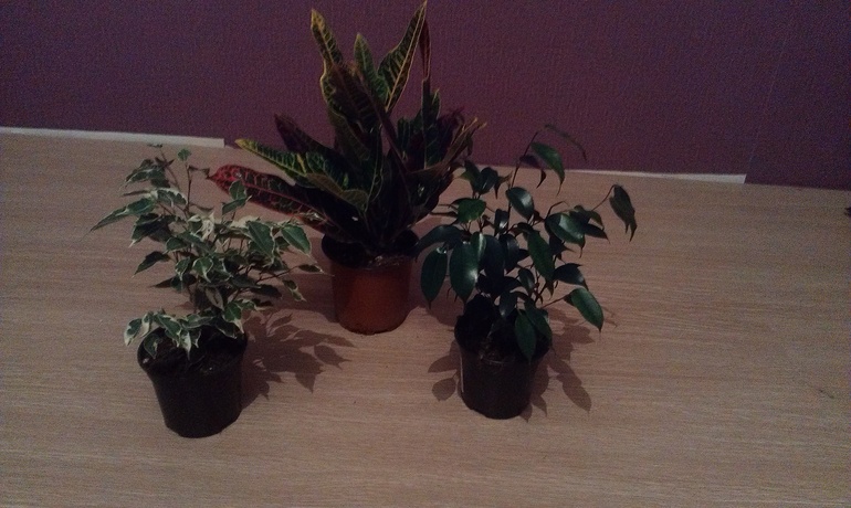 первые жители новой квартиры