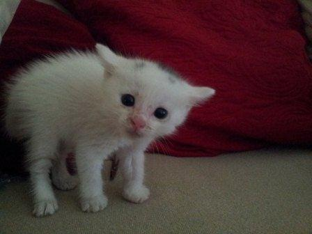 Коты и младенцы