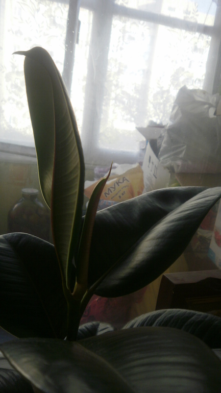 Девочки посмотрите что с моим фикусом???