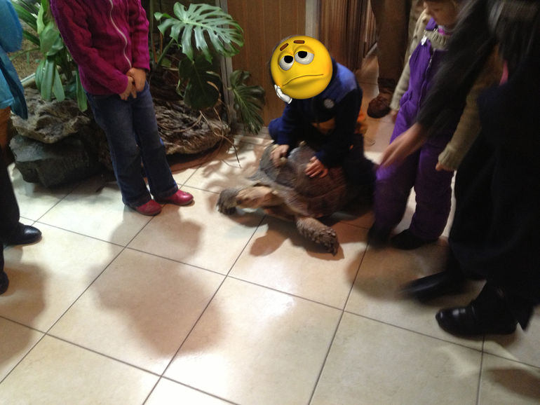 Алиса и жираф