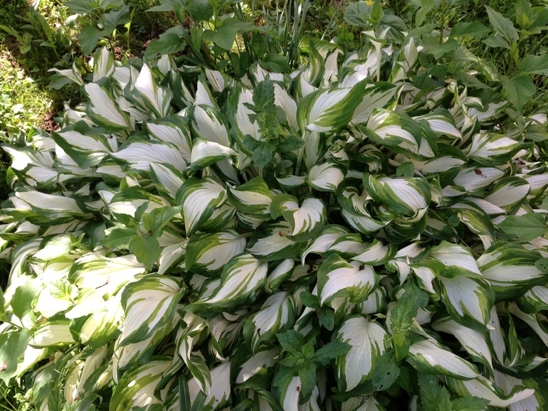 Чем порадовало 2013 лето:))