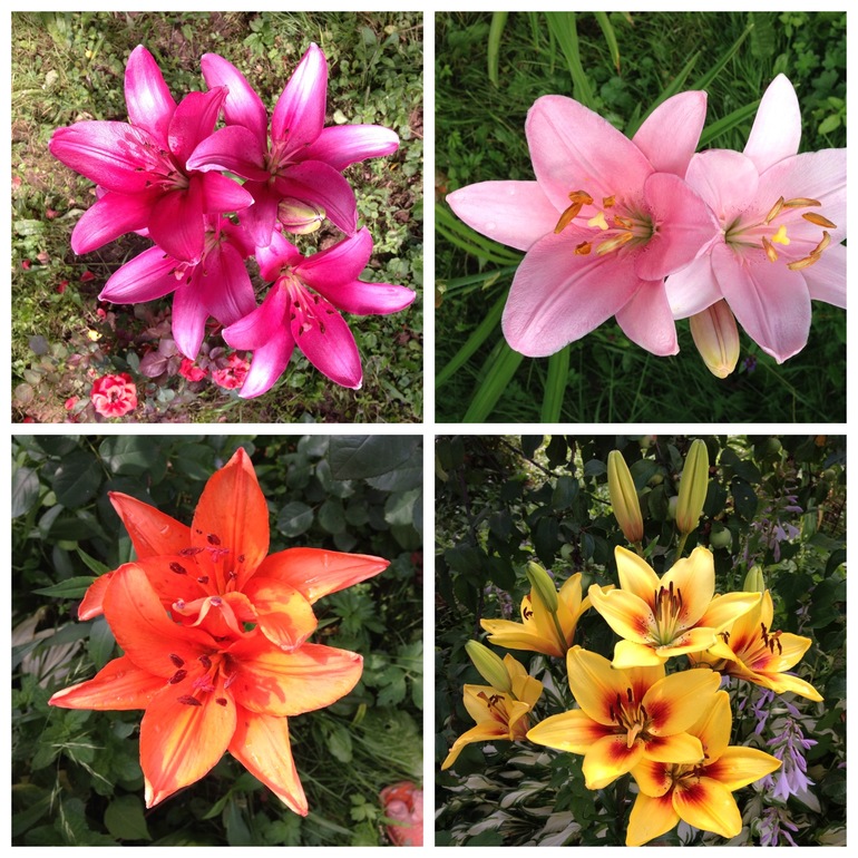 Чем порадовало 2013 лето:))