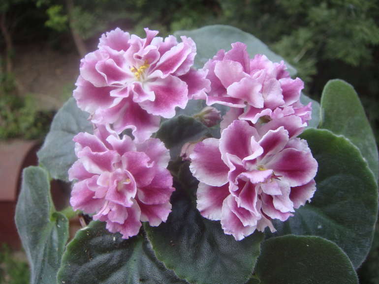 Мои фиалочки