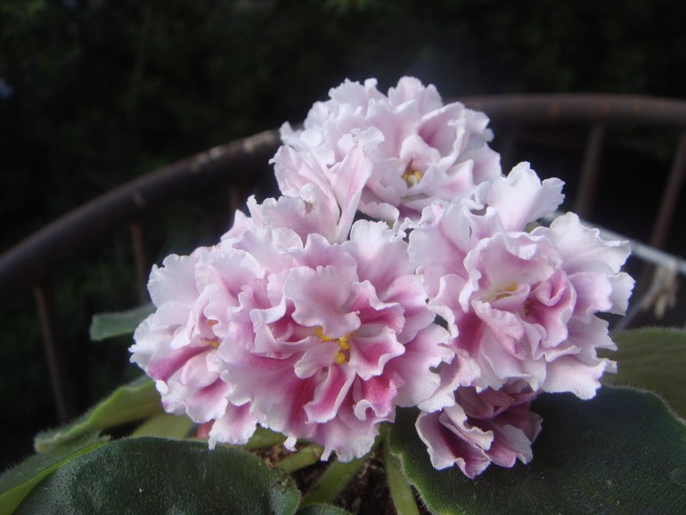 Мои фиалочки