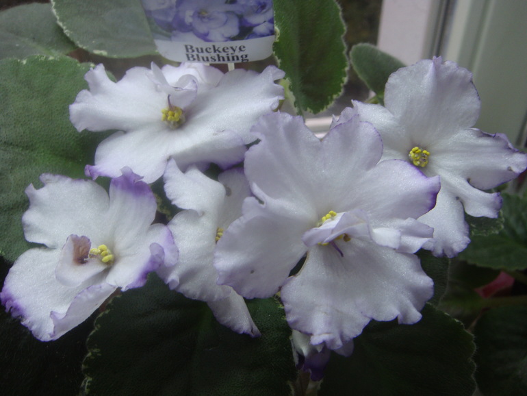 Мои фиалочки