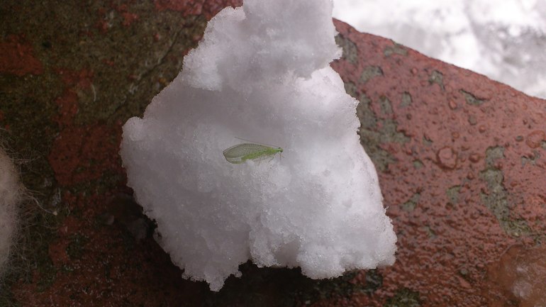 наша прогулка по снежку