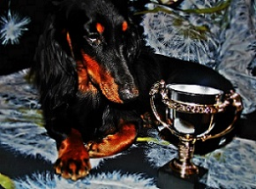 У нас теперь живут такса и 3 кошки)