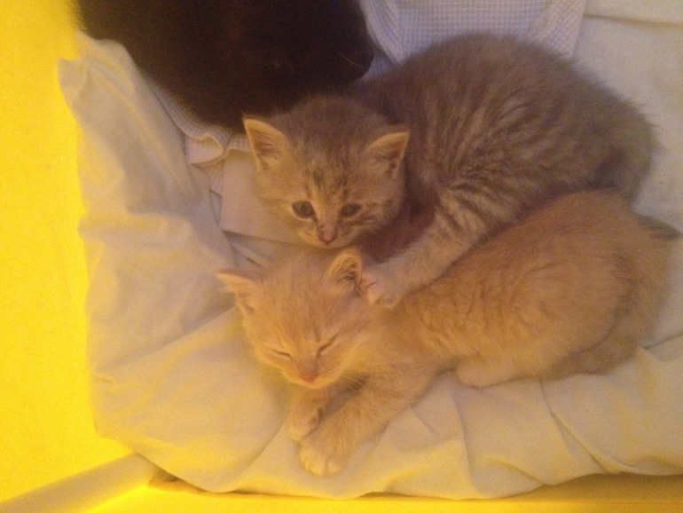 Отдам котят!