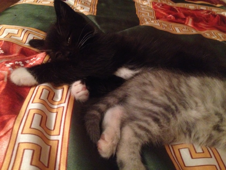 Отдам Котят!